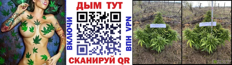 Бошки Шишки план  закладка  Боготол 
